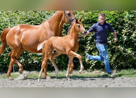 Hanoverian, Stallion, Foal (05/2024), Chestnut-Red