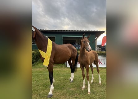 Hanoverian, Stallion, Foal (04/2024), Chestnut-Red