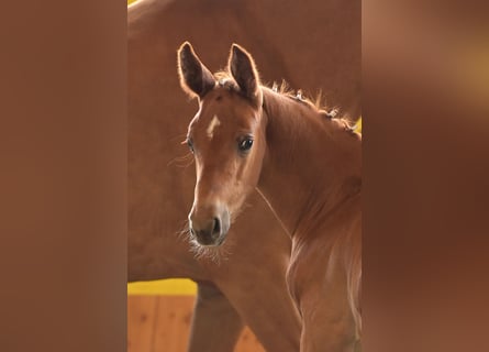 Hanoverian, Stallion, Foal (04/2024), Chestnut-Red