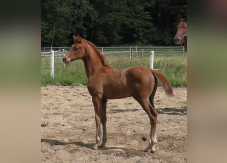 Hanoverian, Stallion, Foal (03/2024), Chestnut-Red