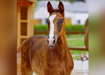 Hanoverian, Stallion, , Chestnut-Red