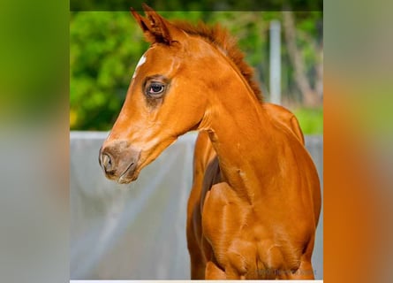 Hanoverian, Stallion, , Chestnut-Red
