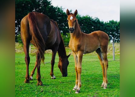 Hanoverian, Stallion, Foal (06/2025), Chestnut-Red