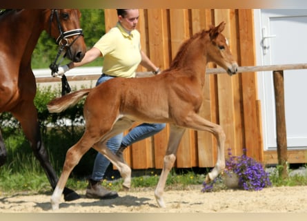 Hanoverian, Stallion, , Chestnut-Red
