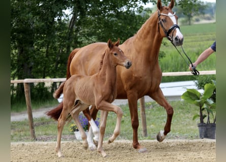 Hanoverian, Stallion, , Chestnut-Red