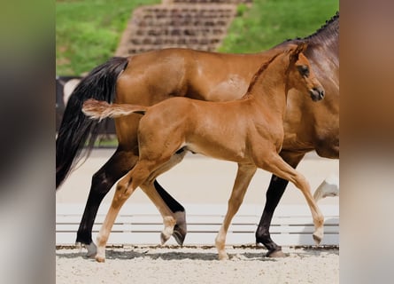 Hanoverian, Stallion, Foal (05/2025), Chestnut-Red