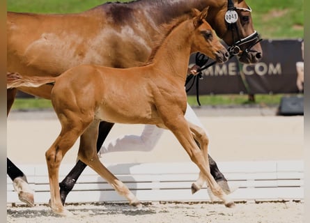 Hanoverian, Stallion, Foal (05/2025), Chestnut-Red