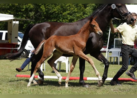 Hanoverian, Stallion, Foal (05/2024), Chestnut-Red