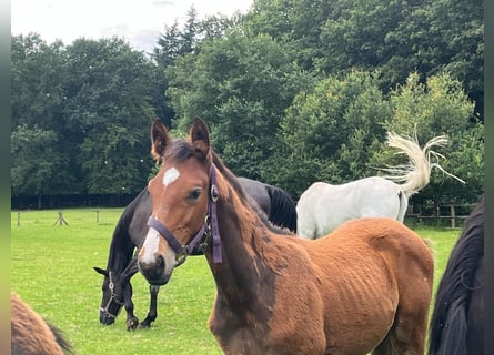 Hanoverian, Stallion, Foal (04/2024), Chestnut-Red