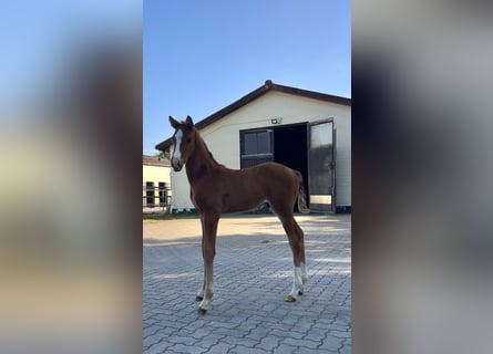 Hanoverian, Stallion, , Chestnut-Red