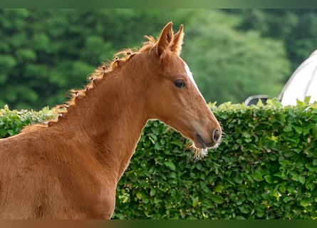 Hanoverian, Stallion, , Chestnut-Red