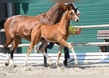 Hanoverian, Stallion, Foal (04/2025), Chestnut-Red
