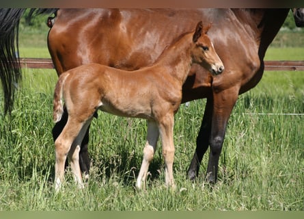 Hanoverian, Stallion, , Chestnut-Red