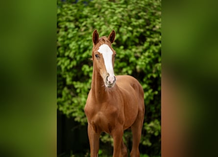 Hanoverian, Stallion, Foal (04/2026), Chestnut-Red