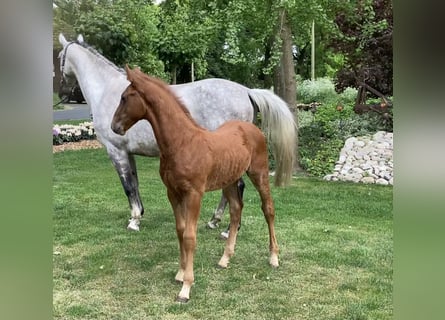 Hanoverian, Stallion, , Chestnut-Red