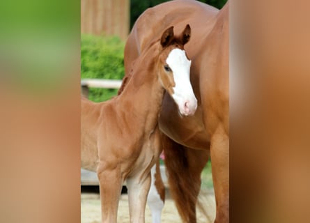 Hanoverian, Stallion, , Chestnut-Red