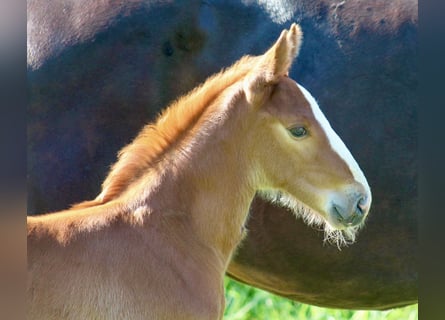 Hanoverian, Stallion, , Chestnut