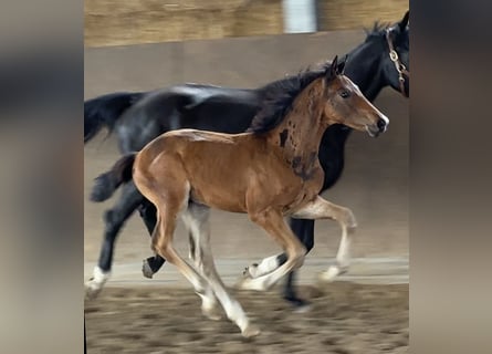 Hanoverian, Stallion, Foal (05/2025)