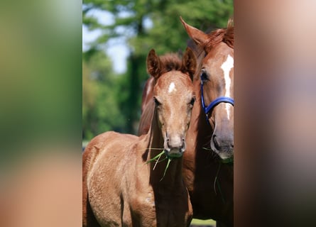 Hanoverian, Stallion, 