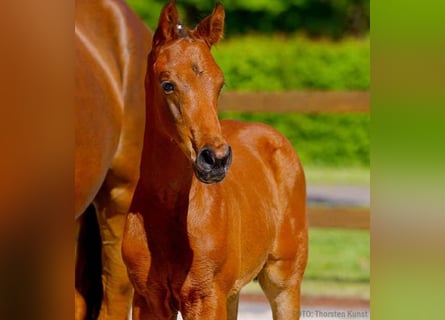 Hanoverian, Stallion, 