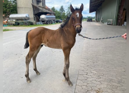Hanoverian, Stallion, 