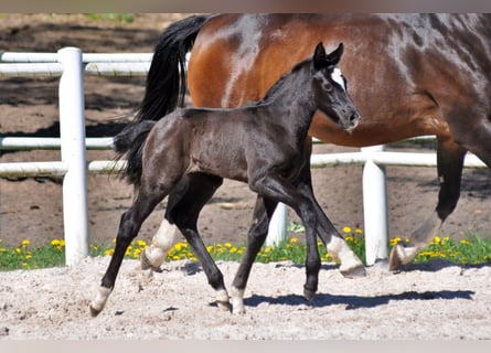 Hanoverian, Stallion, , Gray