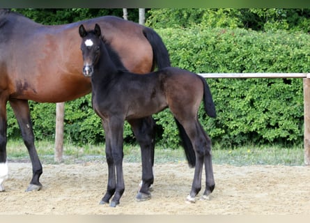 Hanoverian, Stallion, Foal (04/2025), Gray