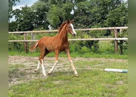 Hanoverian, Stallion, Foal (04/2025)