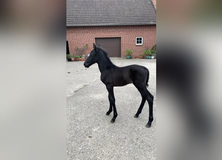 Hanoverian, Stallion, Foal (05/2024)