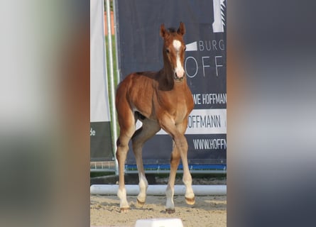 Hanoverian, Stallion, Foal (04/2025)