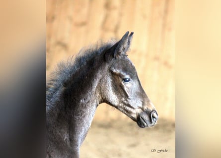 Hanoverian, Stallion, , Smoky-Black