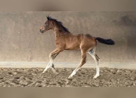 Hanoverian, Stallion, Foal (05/2025), Smoky-Black