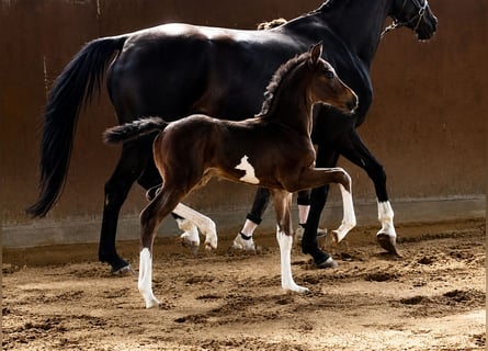 Hanoverian, Stallion, Foal (07/2026), Smoky-Black