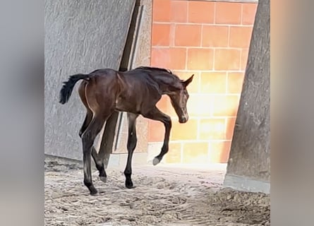 Hanoverian, Stallion, Foal (01/2025), Smoky-Black