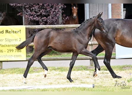 Hanoverian, Stallion, Foal (01/2024), Smoky-Black