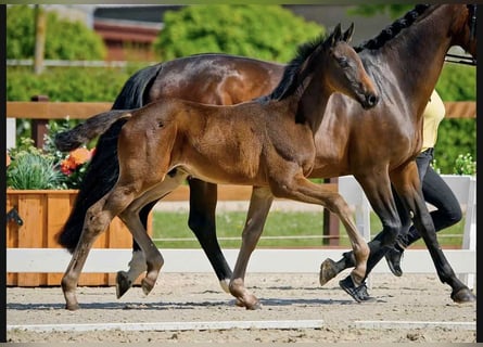 Hanoverian, Stallion, , Smoky-Black