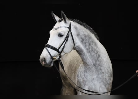 Hanoverian, Stallion, 6 years, 16.2 hh, Gray