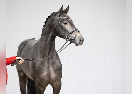 Hanoverian, Stallion, 5 years, 16.1 hh, Gray