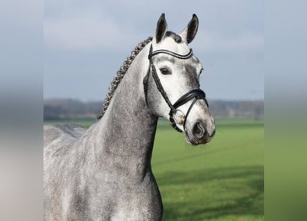 Hanoverian, Stallion, 7 years, 16.1 hh, Gray