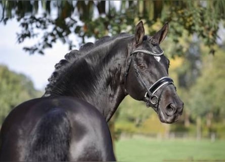 Hanoverian, Stallion, 19 years, 16.2 hh, Smoky-Black