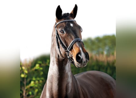 Hanoverian, Stallion, 30 years, 16.1 hh, Smoky-Black