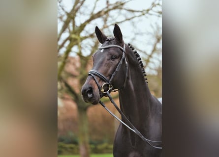 Hanoverian, Stallion, 23 years, 16.2 hh, Smoky-Black