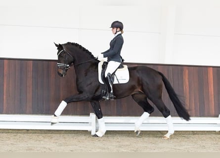 Hanoverian, Stallion, 6 years, 16.3 hh, Smoky-Black