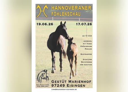 Hanoverian, Unknown, Foal (01/2026)