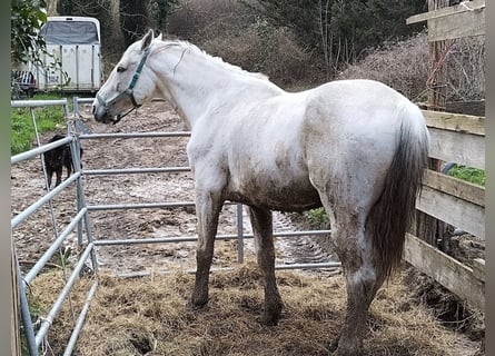 Hanovrien, Étalon, 16 Ans, 170 cm, Blanc