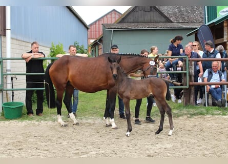 Hanovrien, Étalon, 1 Année, 163 cm, Bai brun