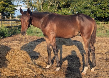 Hanovrien, Étalon, 1 Année, 170 cm, Bai brun