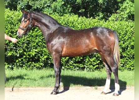 Hanovrien, Étalon, 1 Année, 170 cm, Bai