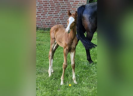 Hanovrien, Étalon, 1 Année, Alezan