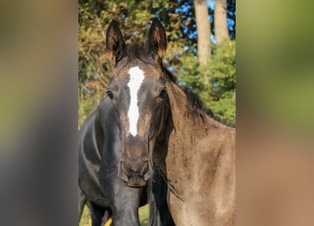 Hanovrien, Étalon, 1 Année, Noir